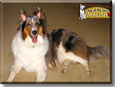 Malish, the Dog of the Day
