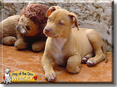 Whisky, the Dog of the Day