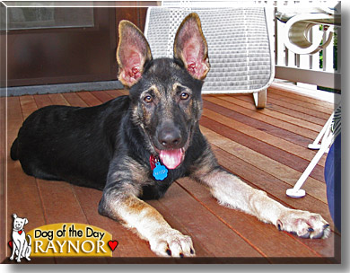 Raynor, the Dog of the Day