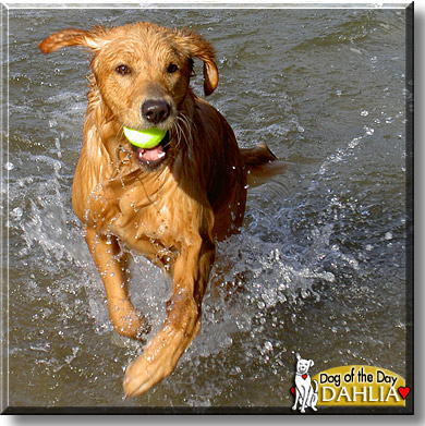 Dahlia, the Dog of the Day