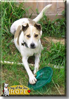 Hope, the Dog of the Day
