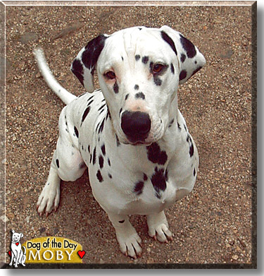 Moby, the Dog of the Day
