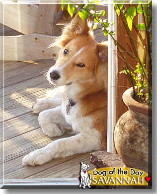 Savannah, the Dog of the Day