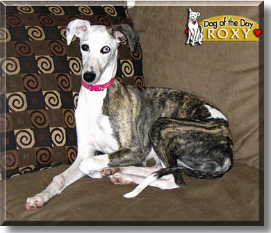 Roxy, the Dog of the Day