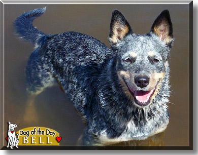 Bell, the Dog of the Day