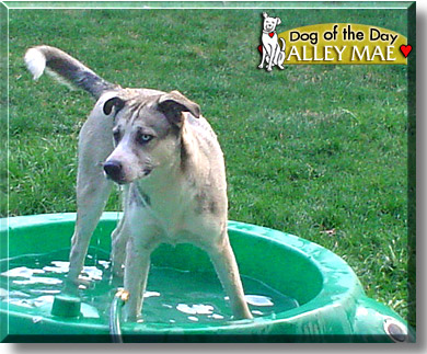 Alley Mae, the Dog of the Day