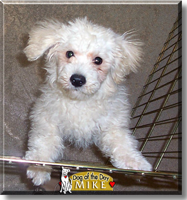 Mike, the Dog of the Day