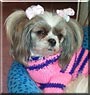 Dolly