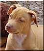 Whisky
