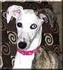 Roxy