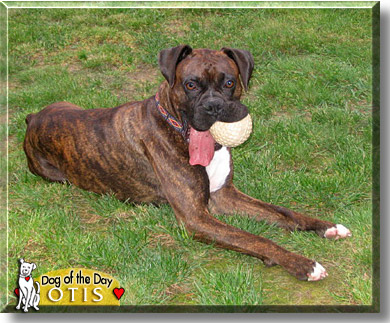 Otis, the Dog of the Day