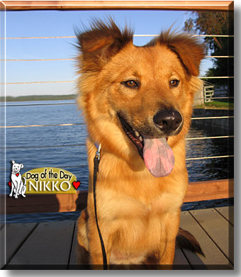 Nikko, the Dog of the Day