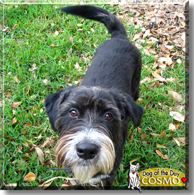 Cosmo, the Dog of the Day