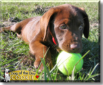 Cookie, the Dog of the Day