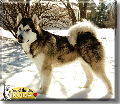 Koda, the Dog of the Day