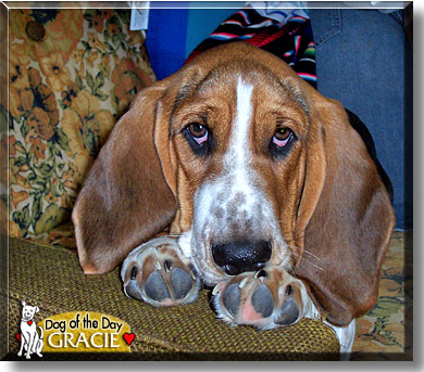 Gracie, the Dog of the Day