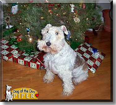 Piper, the Dog of the Day