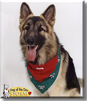 Storm, the Dog of the Day