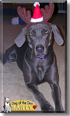 Bailey, the Dog of the Day