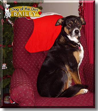 Bailey, the Dog of the Day