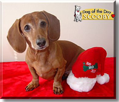 Scooby, the Dog of the Day