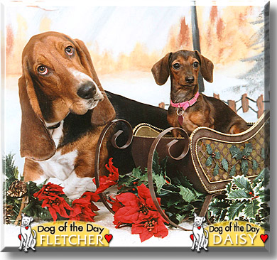 Fletcher, Daisy, the Dog of the Day