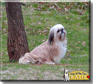 Katie, the Dog of the Day