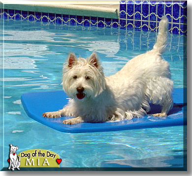 Mia, the Dog of the Day