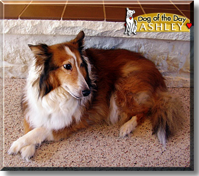 Ashley, the Dog of the Day