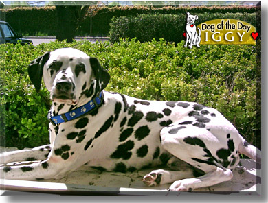 Iggy, the Dog of the Day