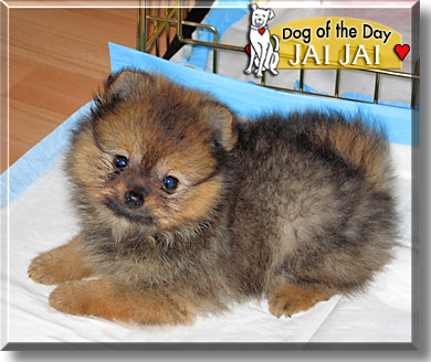 Jai Jai, the Dog of the Day