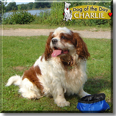 Buddy, the Dog of the Day
