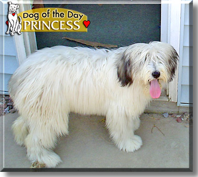 Princess, the Dog of the Day
