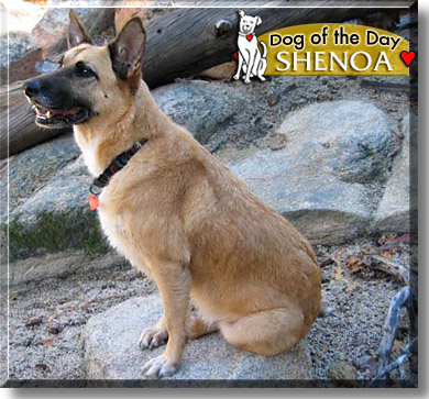 Shenoa, the Dog of the Day