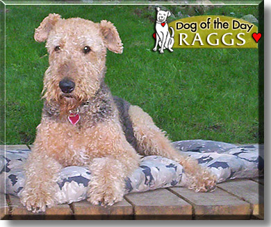 Raggamuffin, the Dog of the Day
