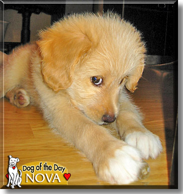 Nova, the Dog of the Day