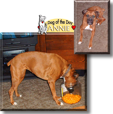 Annie, the Dog of the Day
