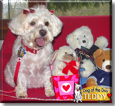 Teddy, the Dog of the Day