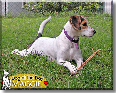 Maggie, the Dog of the Day