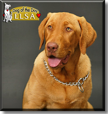 Elsa, the Dog of the Day