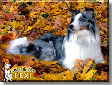 Lexi, the Dog of the Day