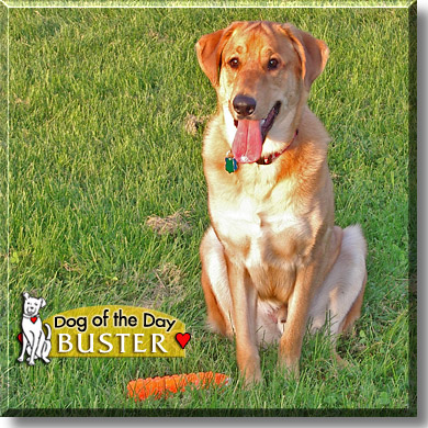 Buster, the Dog of the Day