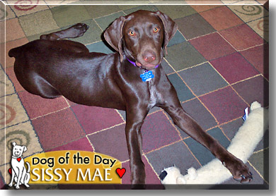 Sissy Mae, the Dog of the Day