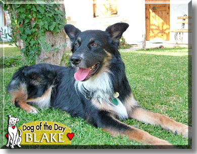 Blake, the Dog of the Day