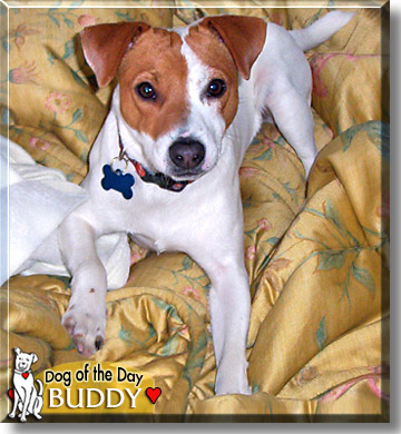 Buddy, the Dog of the Day