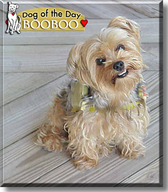 Booboo, the Dog of the Day