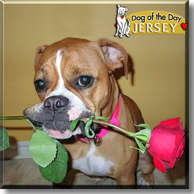 Jersey, the Dog of the Day