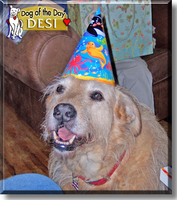 Desi, the Dog of the Day