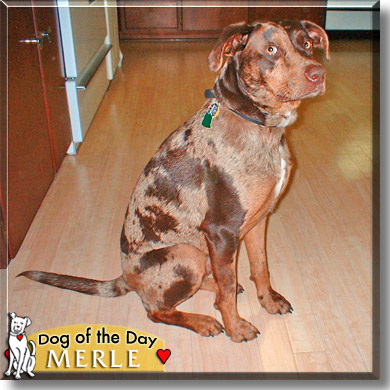 Merle, the Dog of the Day