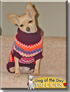 Precious, the Dog of the Day